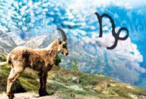 capricorn